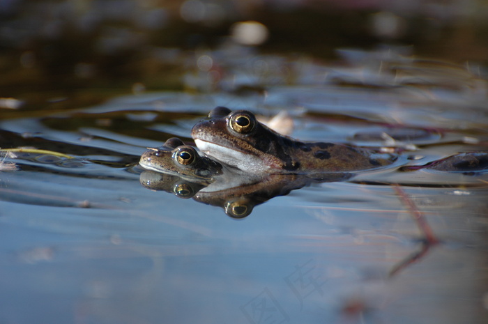 水蛙图片