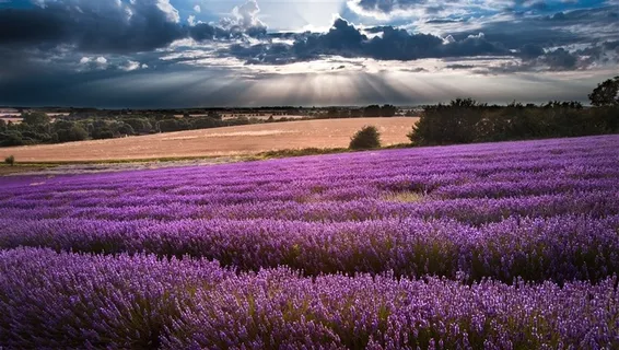 高清薰衣草花海鲜花图片 高清薰衣草花海鲜花图片