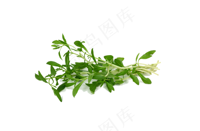 手绘草本中药药材