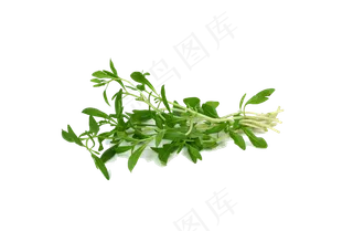 手绘草本中药药材