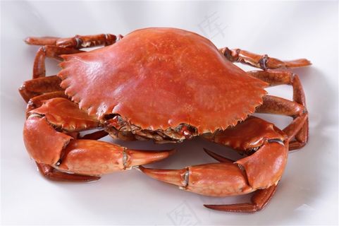 整只大闸蟹图片