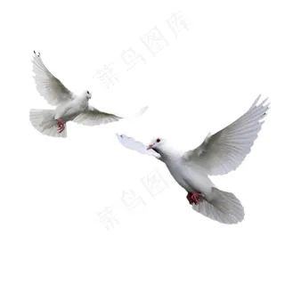 高清唯美飞翔的白鸽免抠图图片 高清唯美飞翔的白鸽免抠图图片