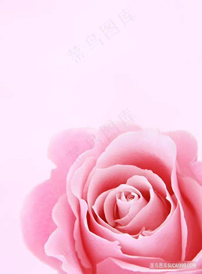 唯美漂亮的玫瑰花背景图片