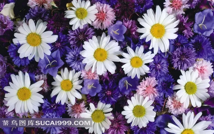 蓝色衬托白菊花