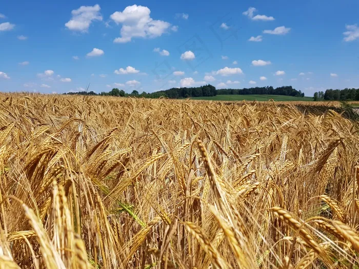 麦田成熟小麦图片