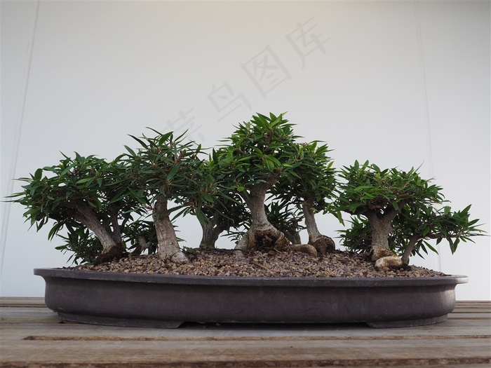 绿植盆景图片
