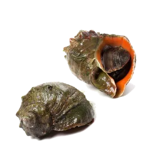 螺贝类带壳类(32)海鲜超市商品红酒白底图免抠实物摄影png格式图片透明底