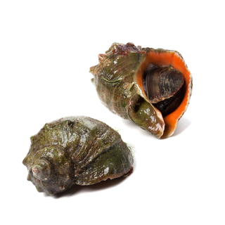 螺贝类带壳类(32)海鲜超市商品红酒白底图免抠实物摄影png格式图片透明底