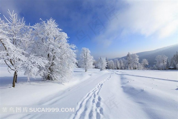 冬季杉树林雪景风景图片