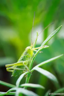 草叶上的绿色昆虫图片 草叶上的绿色昆虫图片