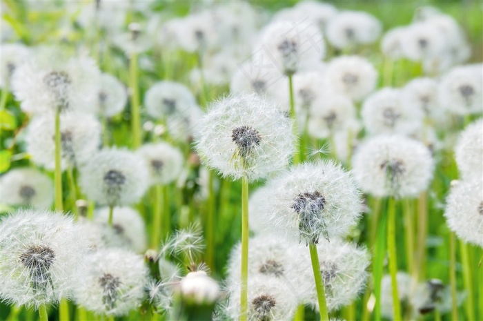 一片毛茸茸的蒲公英高清图片