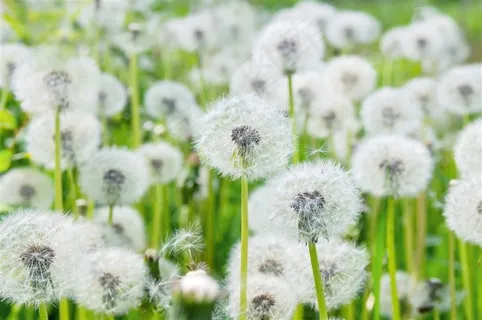 一片毛茸茸的蒲公英高清图片