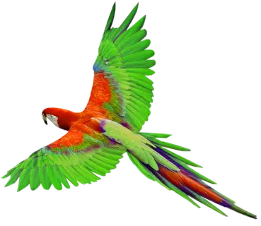 鹦鹉飞翔卡通