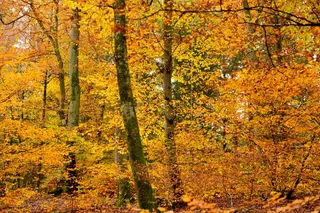 秋季金黄森林树木图片