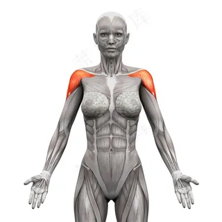 人体肌肉组织示意图 人体肌肉组织示意图