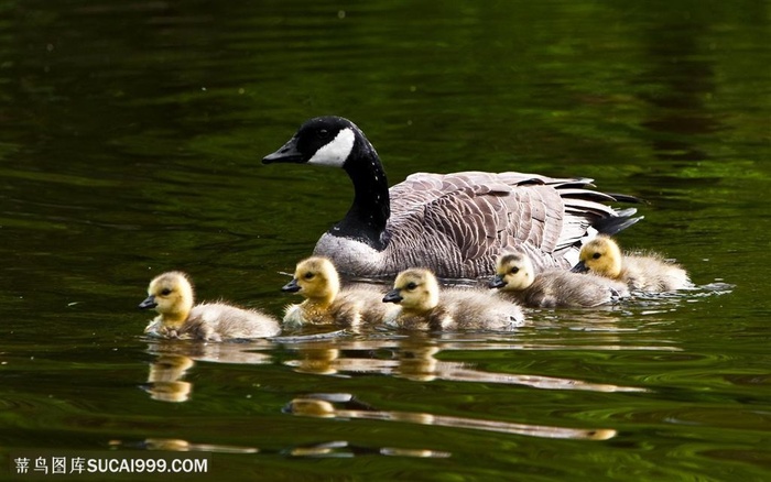 花卉物语-水面上玩耍的鸭子