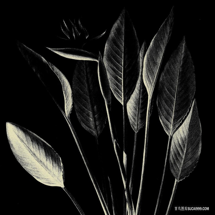 仟像版秋亦晚高清植物画