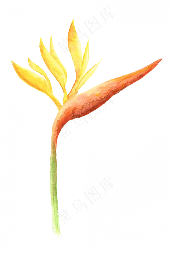 手绘插画-花8
