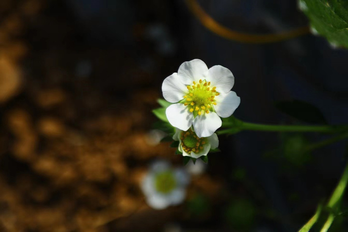 小白花特写图