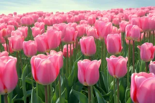 粉色郁金香花花海摄影图