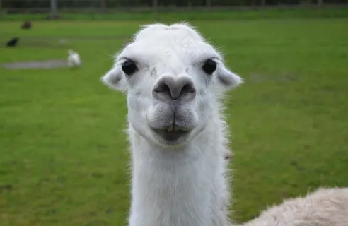 羊驼头部特写图片