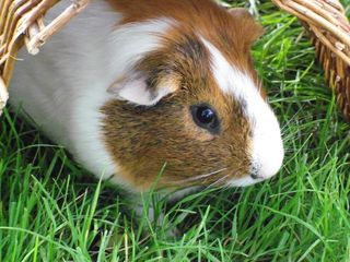 兔子可爱动物素材动物实拍