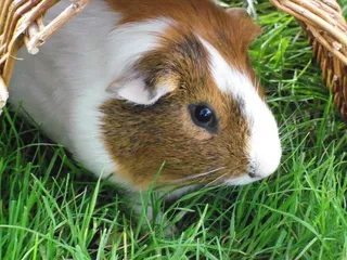 兔子可爱动物素材动物实拍