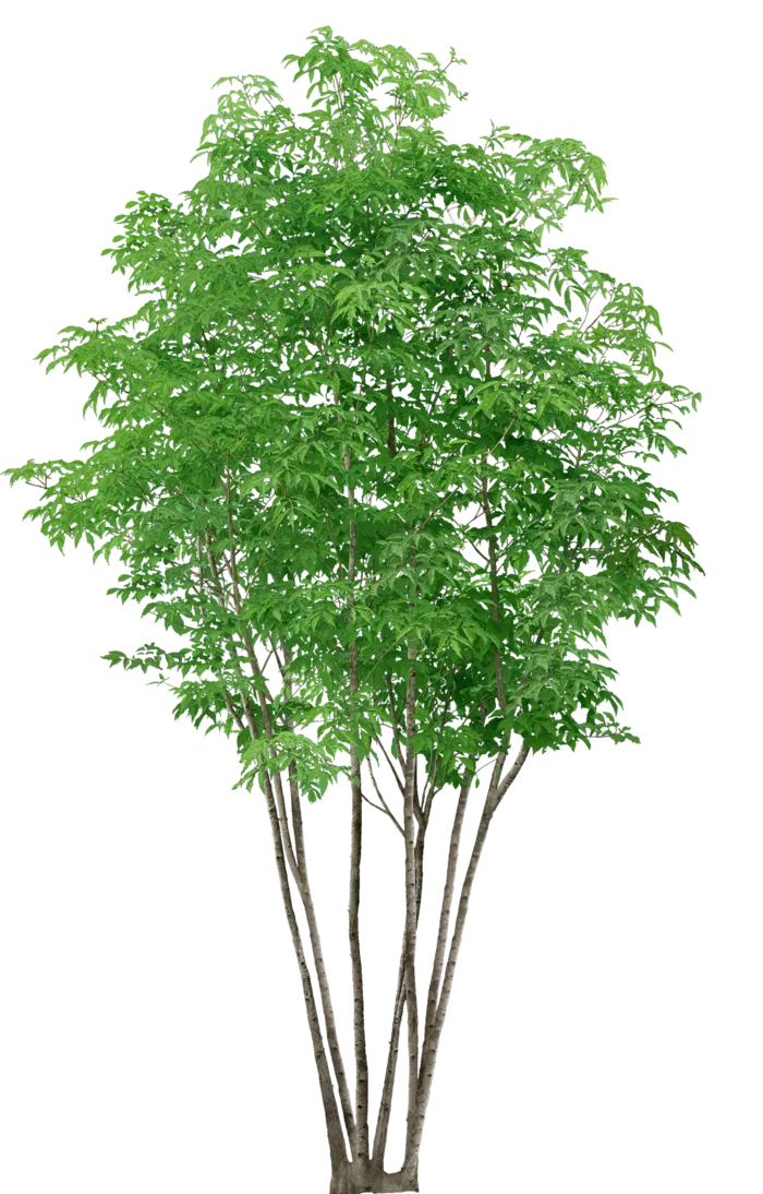高清树木素材 免抠PSD植物素材 美术绘画园林贴图 树草灌木花草