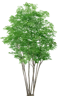 高清树木素材 免抠PSD植物素材 美术绘画园林贴图 树草灌木花草