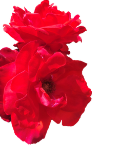 红玫瑰“免抠”