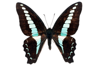 蝴蝶 彩蝶 花蝴蝶 动物 昆虫 免抠 (30)