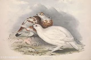 高清彩绘欧洲鸟类插画