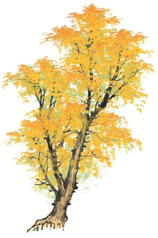 树木国画摄影图片