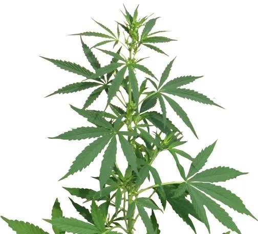 大麻PNG免抠(504x457)