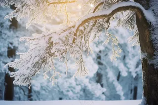 冬天树枝上的白霜雾凇摄影图