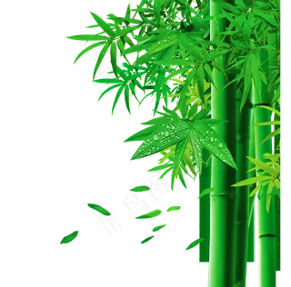 PNG 绿色竹子