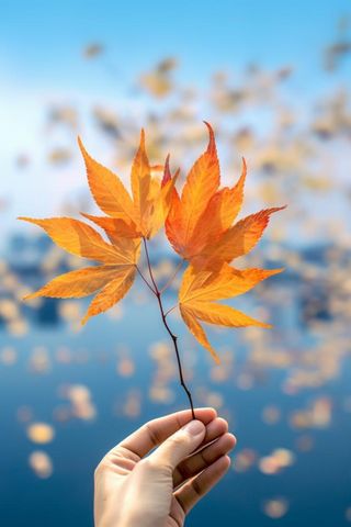 简约唯美秋季黄色落叶蓝色背景