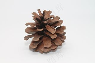 大个松球果图片
