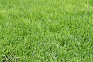 绿色草地背景图片下载