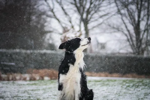 宠物边牧犬写真图片 宠物边牧犬写真图片