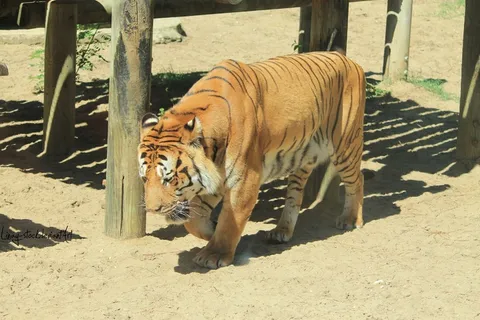 老虎动物园百兽之王虎王野生老虎动物