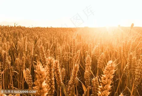 农作物麦子图片