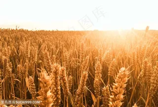 农作物麦子图片