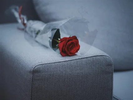 鲜艳的红玫瑰摄影图片 鲜艳的红玫瑰摄影图片