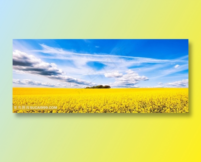 油菜花图片海报