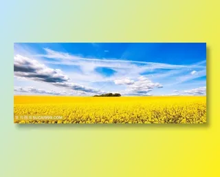 油菜花图片海报