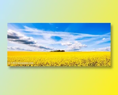 油菜花图片海报 油菜花图片海报