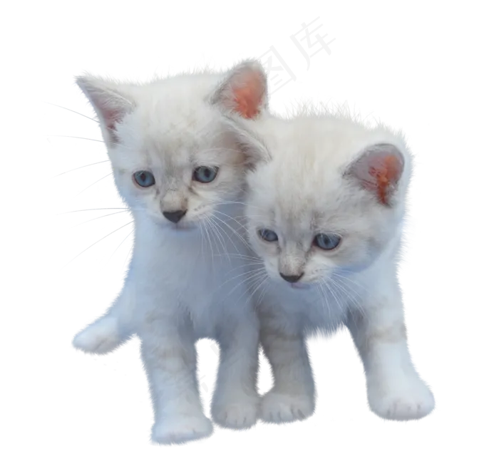 猫, 孤立, 剪出, 小猫, 白色的