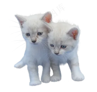 猫, 孤立, 剪出, 小猫, 白色的