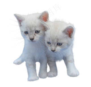 猫, 孤立, 剪出, 小猫, 白色的